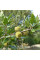 Macedonian oak seeds
