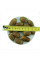 Macedonian oak seeds