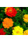 Cosmos seeds «Klondike»