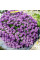 Alyssum seeds «Purple king»