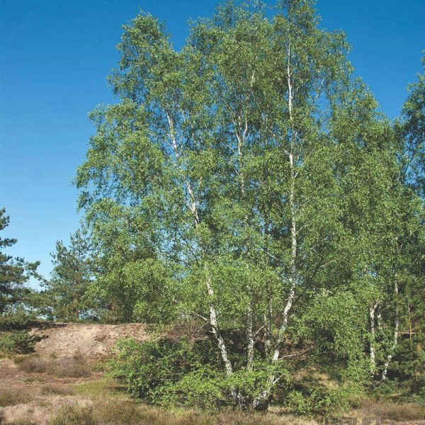 Семена березы повислой
