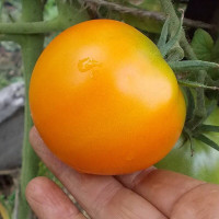 Tomato seeds «Persimmon»