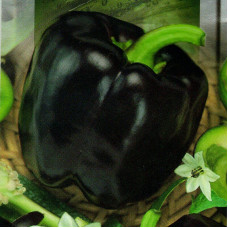 Sweet pepper seeds «Black square»