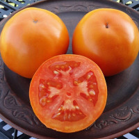 Tomato seeds «Zero»