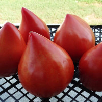 Tomato seeds «Teton de Venus»