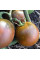Tomato seeds «Chocmato»