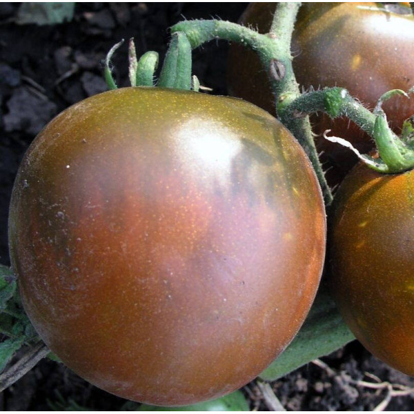 Tomato seeds «Chocmato»