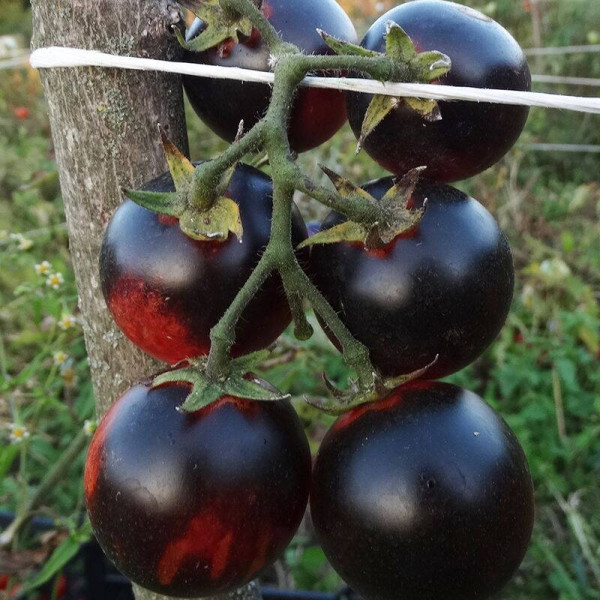 Tomato seeds «Black strawberry»