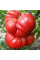 Tomato seeds «Almansa»