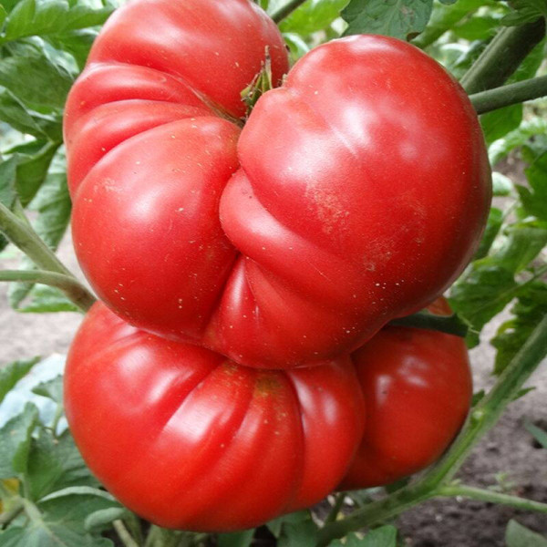 Tomato seeds «Almansa»