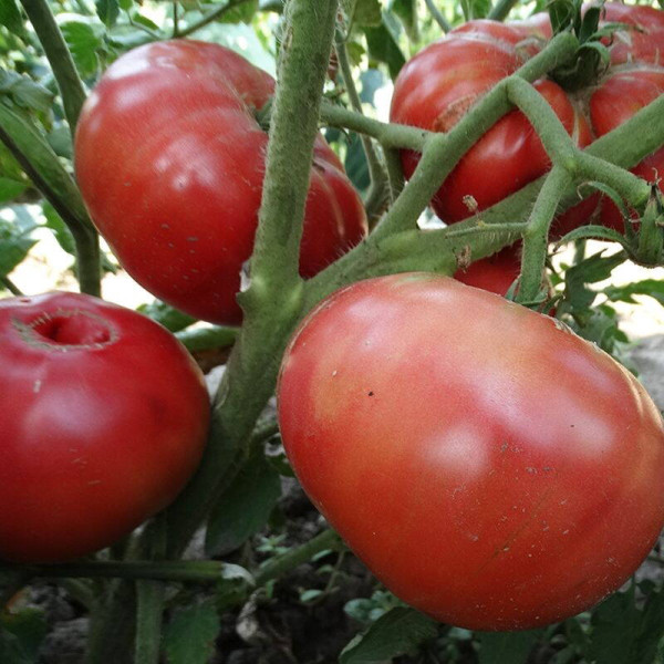 Tomato seeds «Almansa»