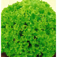 Salad seeds «Green ball»
