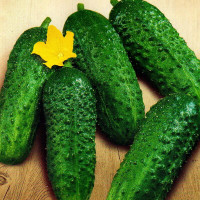 Cucumber seeds «Teshcha» F1