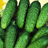 Cucumber seeds «Natasha»