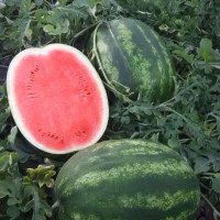 Watermelon seeds «Tamerlane»