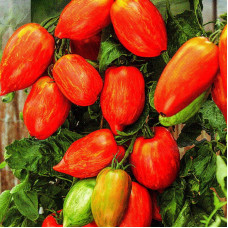 Tomato seeds «Firebird Feather»