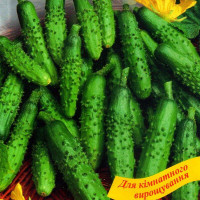 Cucumber seeds «Machaon» F1