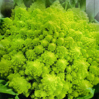 Cauliflower seeds «Amphora» F1