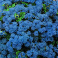 Ageratum seeds «Blue Mink»