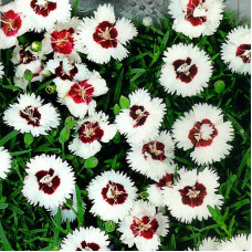 Carnation сhinese seeds «Merry»
