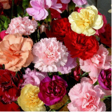 Carnation seeds «Shabo» (mix)