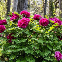 Tree peony (Paeonia suffruticosa) crimson