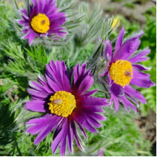 Eastern pasqueflower seeds «Prima Papagena»