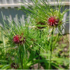 Allium seeds «Hair»