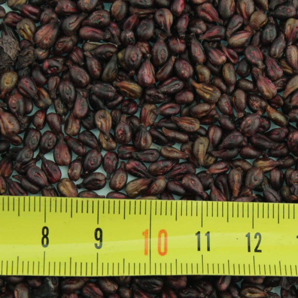 Grape seeds «Alpha»