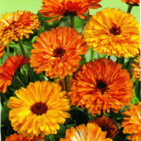 Calendula seeds «Red heart» (mix)