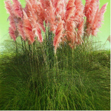 Pampas grass seeds (mix)