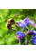 Viper's bugloss seeds