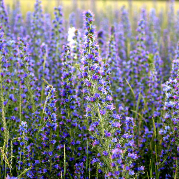 Viper's bugloss seeds