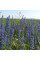 Viper's bugloss seeds