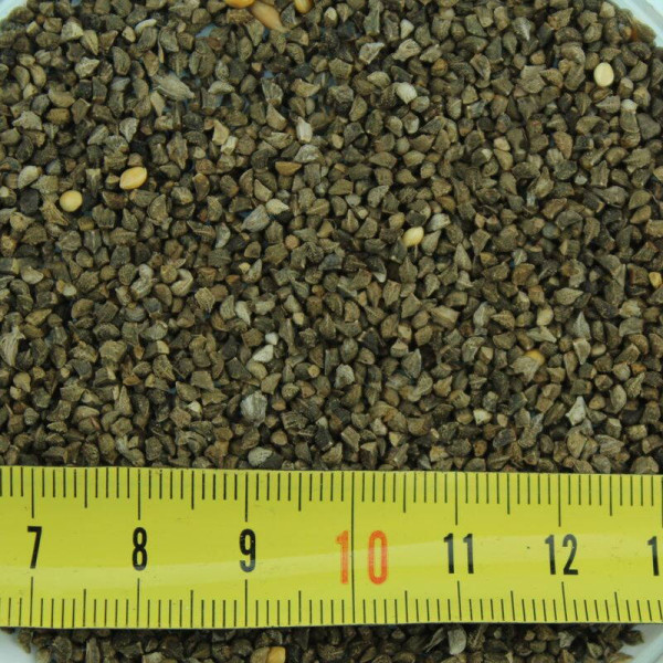 Viper's bugloss seeds