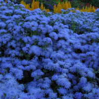 Ageratum houstonianum seeds «Blue flint»