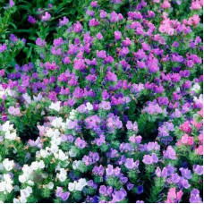 Purple viper's-bugloss seeds
