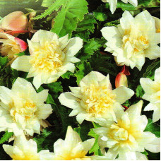 Begonia seeds «Shanson white» F1