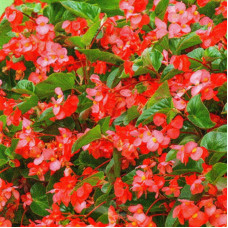 Begonia seeds «Red Fairy» F1