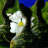 Calabash seeds «Cobra»