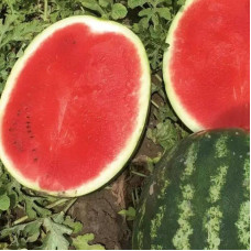 Watermelon seeds «Turbo 840» F1