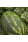 Watermelon seeds «Turbo 840» F1