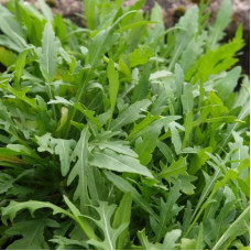 Arugula seeds «Gracia»