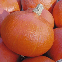 Pumpkin seeds «Uchiki Kuri»