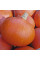 Pumpkin seeds «Uchiki Kuri»