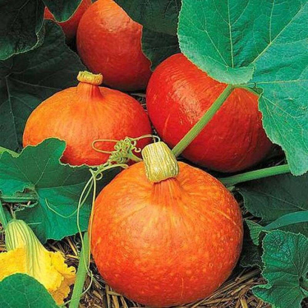 Pumpkin seeds «Uchiki Kuri»