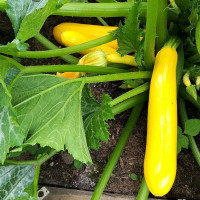 Squash seeds «Yellow-fruited early ripening»