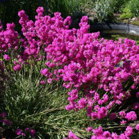 Lychnis seeds «Viscaria»