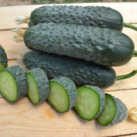 Cucumber seeds «Pikskor» F1