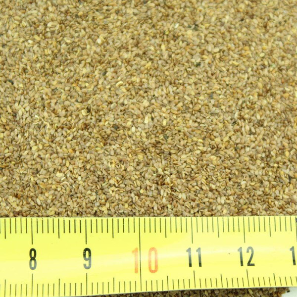 Clustered bellflower seeds «Glomerata»